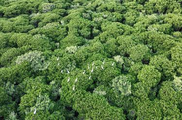 新華全媒+丨?？冢簼竦厝绠?huà)引鳥(niǎo)來(lái)