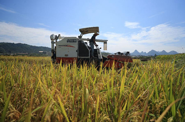 廣西柳州:秋高氣爽搶收忙