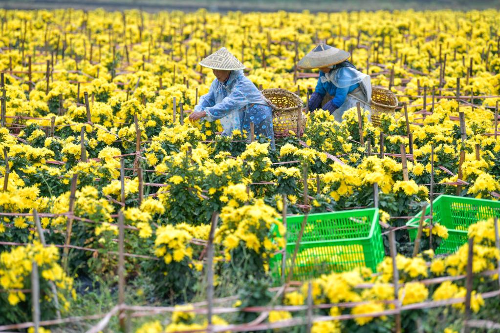 貴州貴定:千畝菊花迎豐收