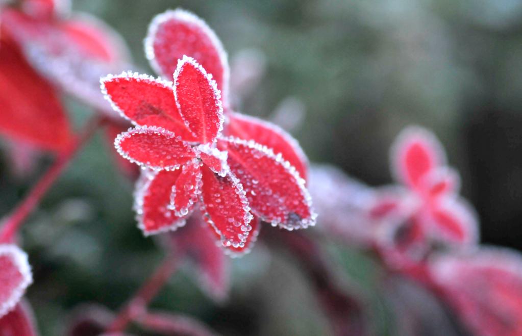 新華全媒+｜詩(shī)意中國&mdash;&mdash;山明水凈夜來(lái)霜，數樹(shù)深紅出淺黃
