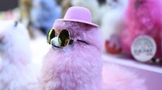 &ldquo;小羊駝&rdquo;組團奔赴進(jìn)博會(huì )