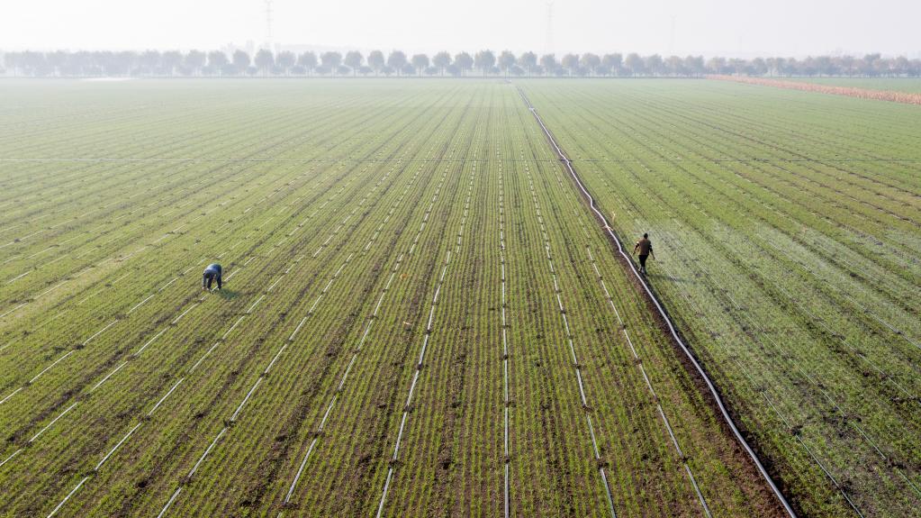 全國秋冬種已過(guò)九成