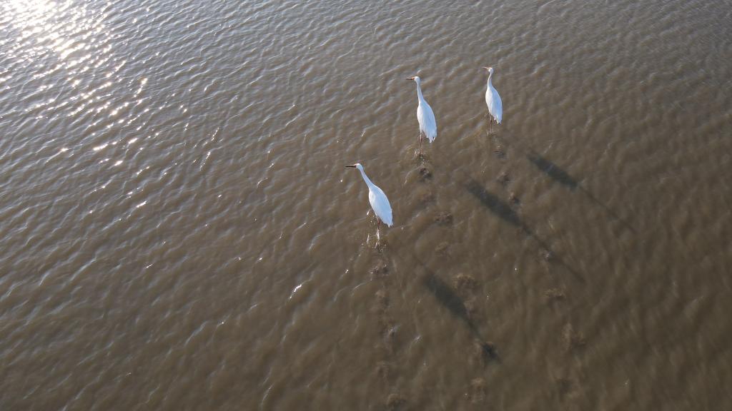 新華全媒+丨安徽:冬日升金湖候鳥(niǎo)起舞