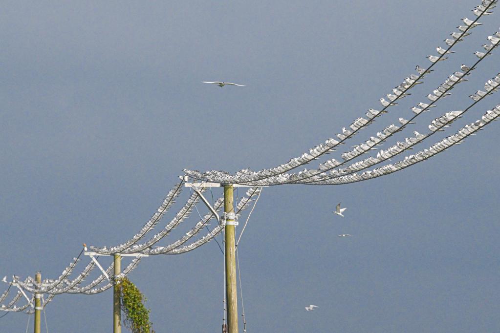 新華全媒+丨?？跐竦?萬(wàn)鳥(niǎo)翔集