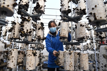 安徽肥西：木耳產(chǎn)業(yè)助力鄉村振興