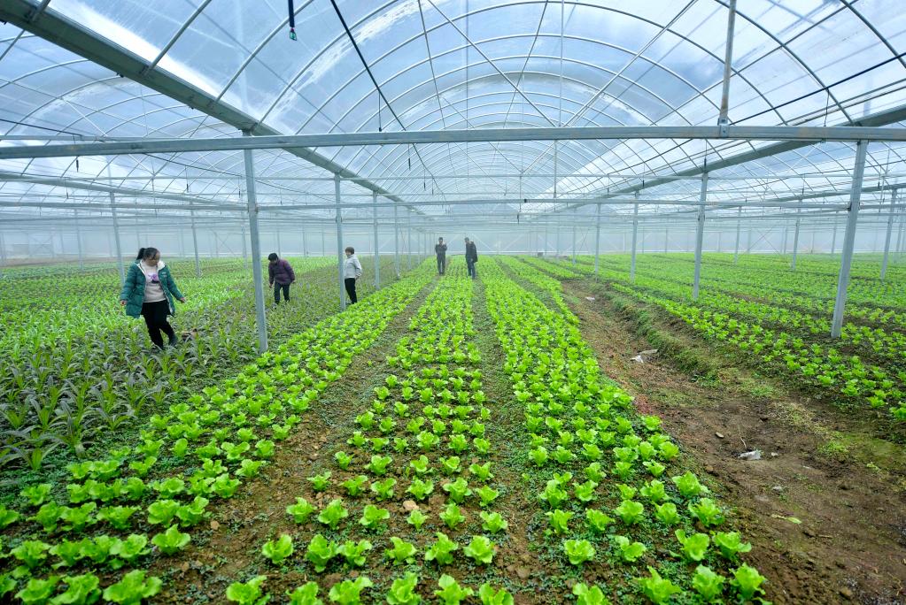 湖北恩施：&ldquo;設施蔬菜&rdquo;興鄉村