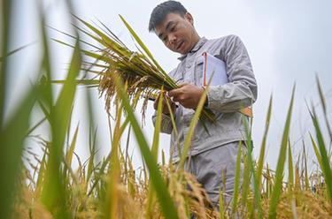 新華全媒+｜尋找一份稻種&mdash;&mdash;為改良水稻多一份可能