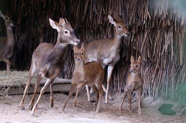廣州長(cháng)?。簝深^海南坡鹿幼崽與游客見(jiàn)面