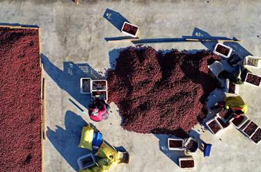 河北行唐:大棗分揀銷(xiāo)售忙