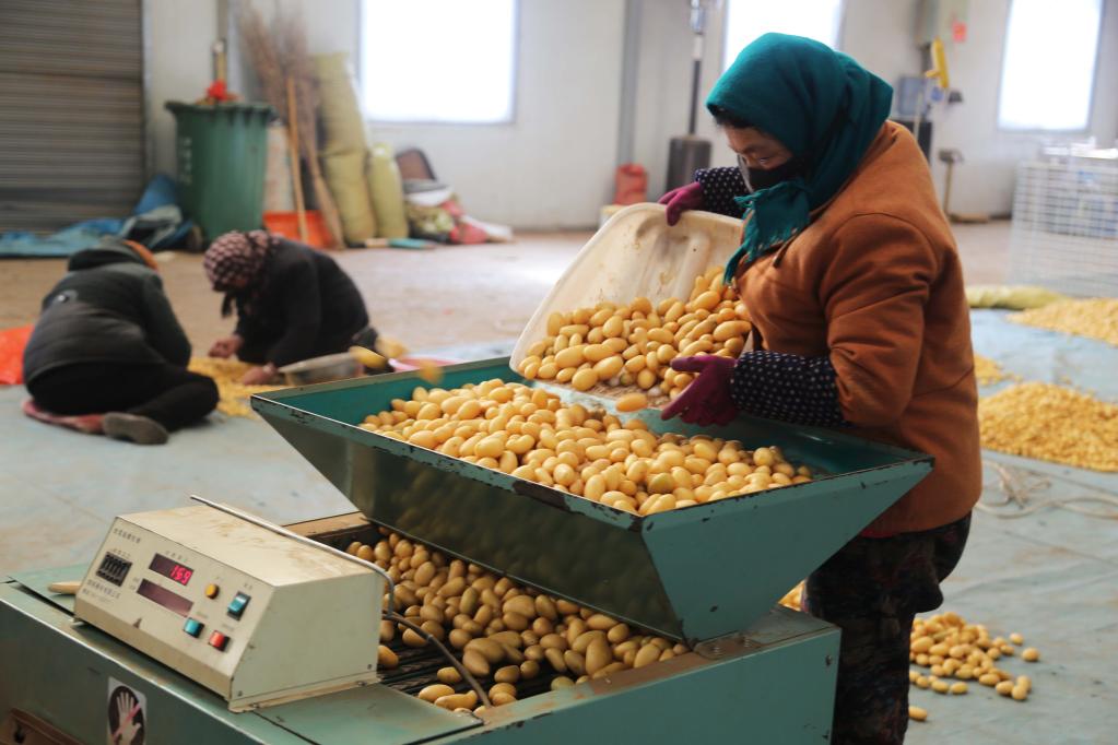 甘肅安定:冬日馬鈴薯原原種收獲忙