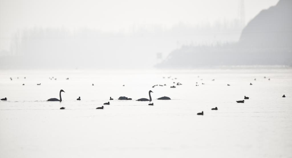 青?；∮瓉?lái)越冬大天鵝
