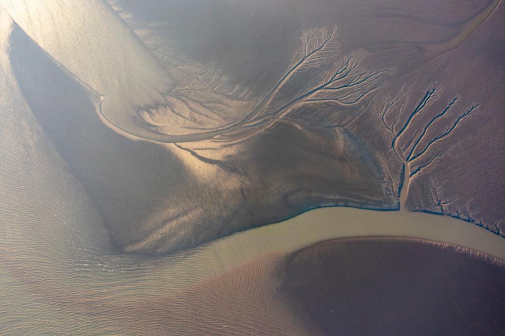 江蘇張家港：冬日江灘&ldquo;潮汐樹(shù)&rdquo;