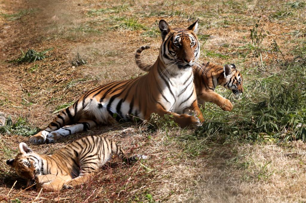江蘇蘇州: 雙胞胎小華南虎亮相