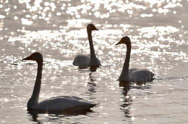 黃河濕地&ldquo;天鵝舞&rdquo;