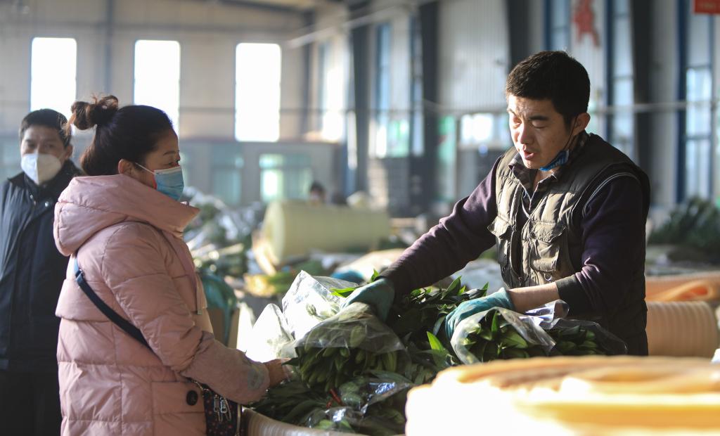 新華全媒+丨冬日百合開(kāi)春意 花卉經(jīng)濟富農家