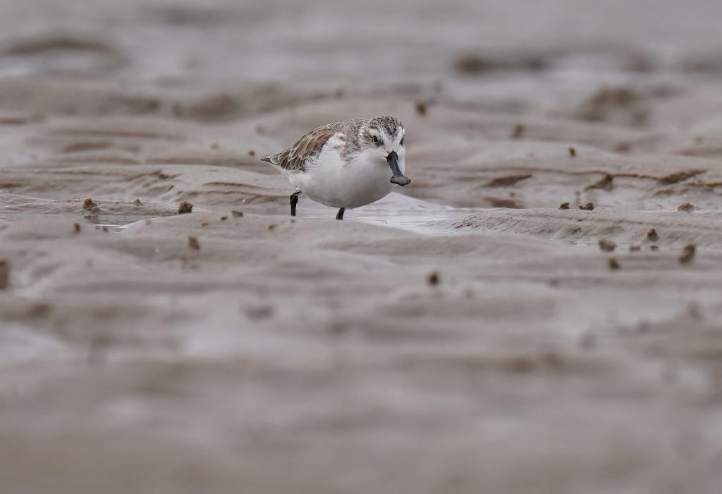 &ldquo;鳥(niǎo)中大熊貓&rdquo;福建泉州越冬