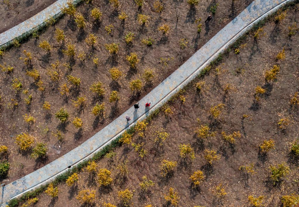 重慶北碚：臘梅&ldquo;開(kāi)出&rdquo;致富花