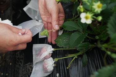 河北盧龍:特色果蔬種植鼓起農民“錢(qián)袋子”