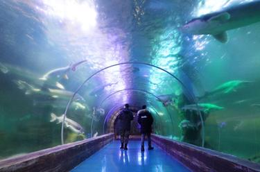 新春走基層丨探訪(fǎng)&ldquo;華夏東極&rdquo;魚(yú)博館