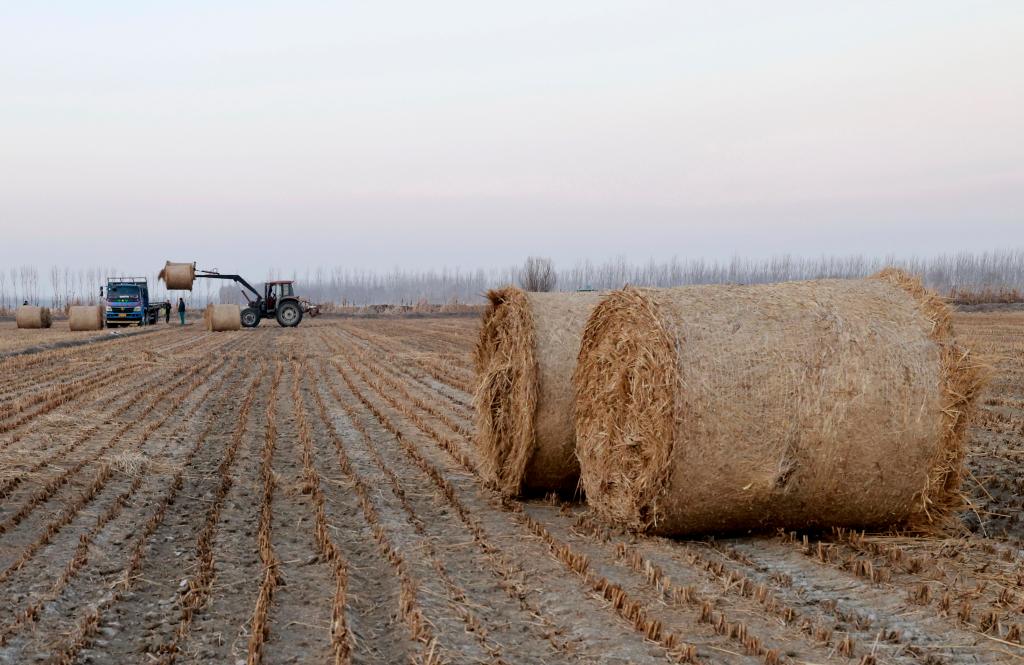 河北豐南:秸稈回收 變廢為寶