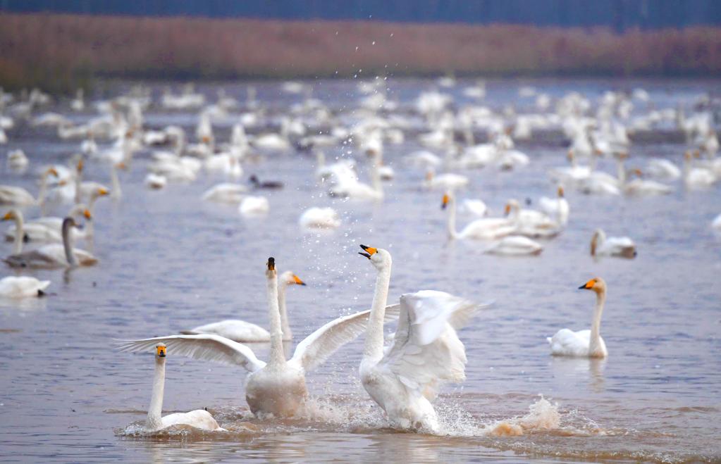 新時(shí)代新征程新偉業(yè)丨促進(jìn)人與自然和諧共生&mdash;&mdash;各地貫徹落實(shí)黨的二十大精神推動(dòng)綠色發(fā)展觀(guān)察