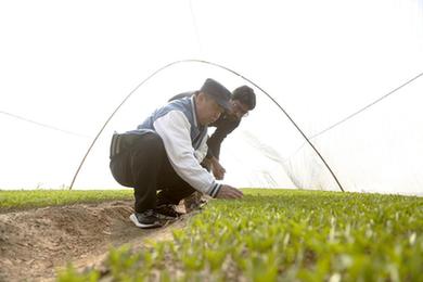 通訊：種出紅火的好日子&mdash;&mdash;記春節期間堅守中巴經(jīng)濟走廊農業(yè)合作項目一線(xiàn)的中國農技人員