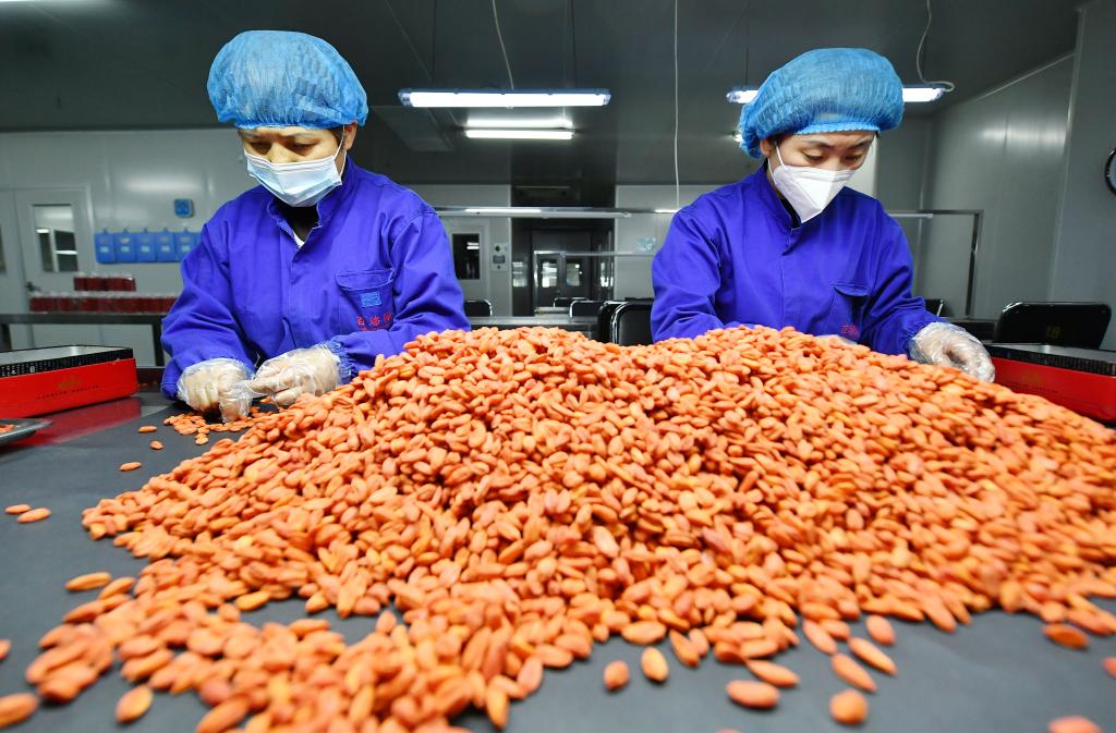 寧夏：枸杞產(chǎn)業(yè)迎來(lái)&ldquo;開(kāi)門(mén)紅&rdquo;