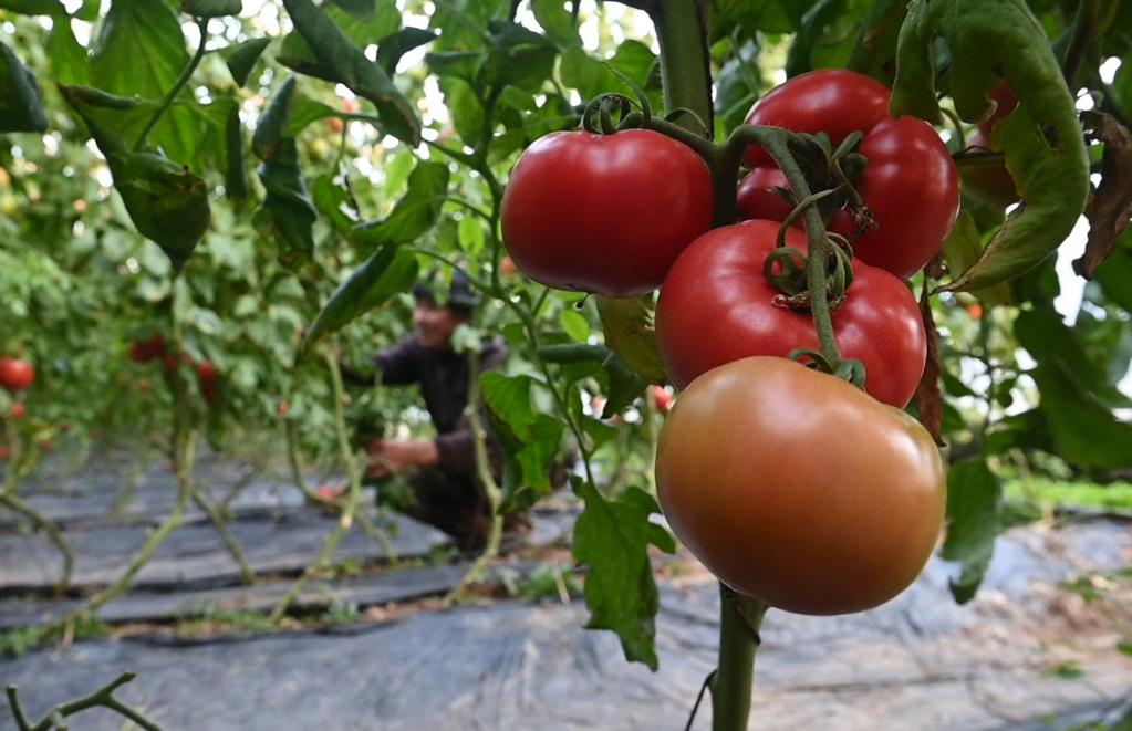 河北秦皇島:發(fā)展設施農業(yè) 助力鄉村振興