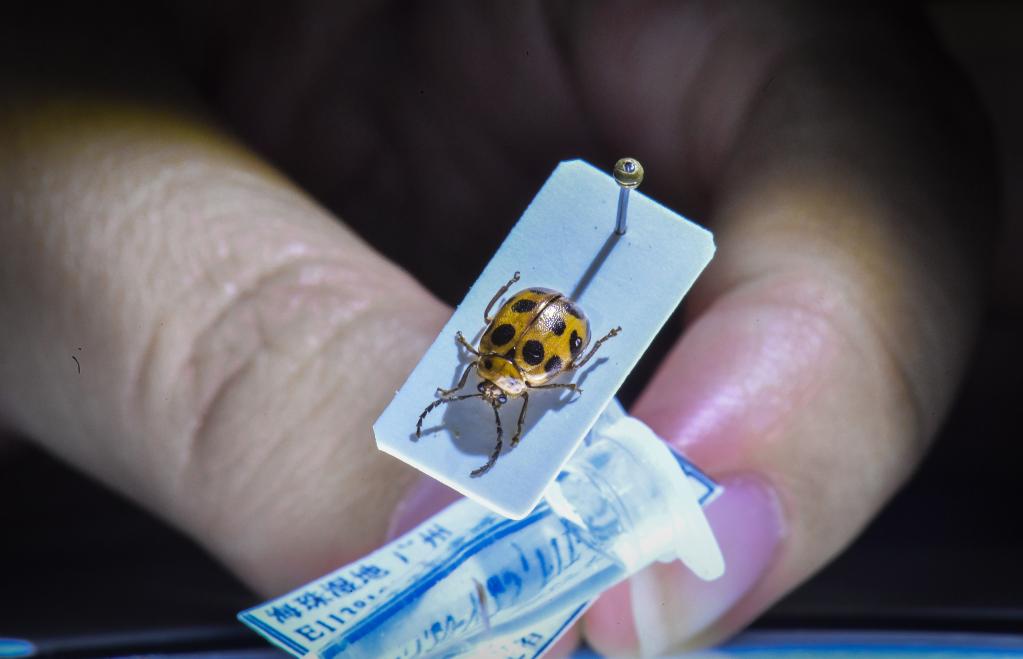 廣州海珠濕地:人與自然和諧發(fā)展