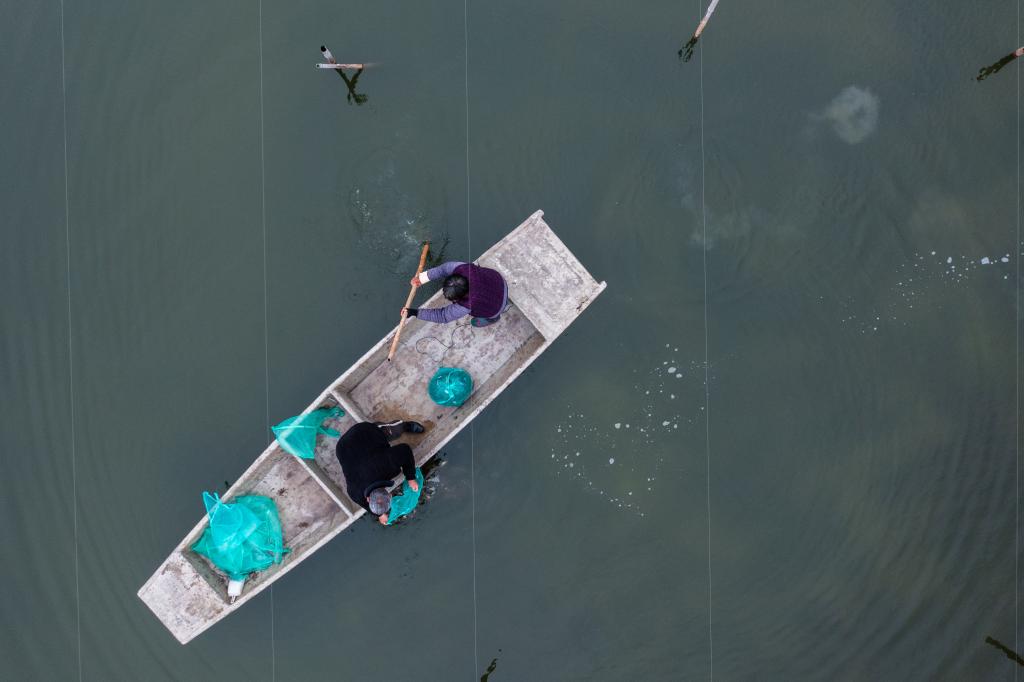 浙江湖州：春季水鄉特色養殖&ldquo;育苗忙&rdquo;