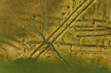 美麗中國丨山東青島:春潮涌動(dòng)鳥(niǎo)翩躚