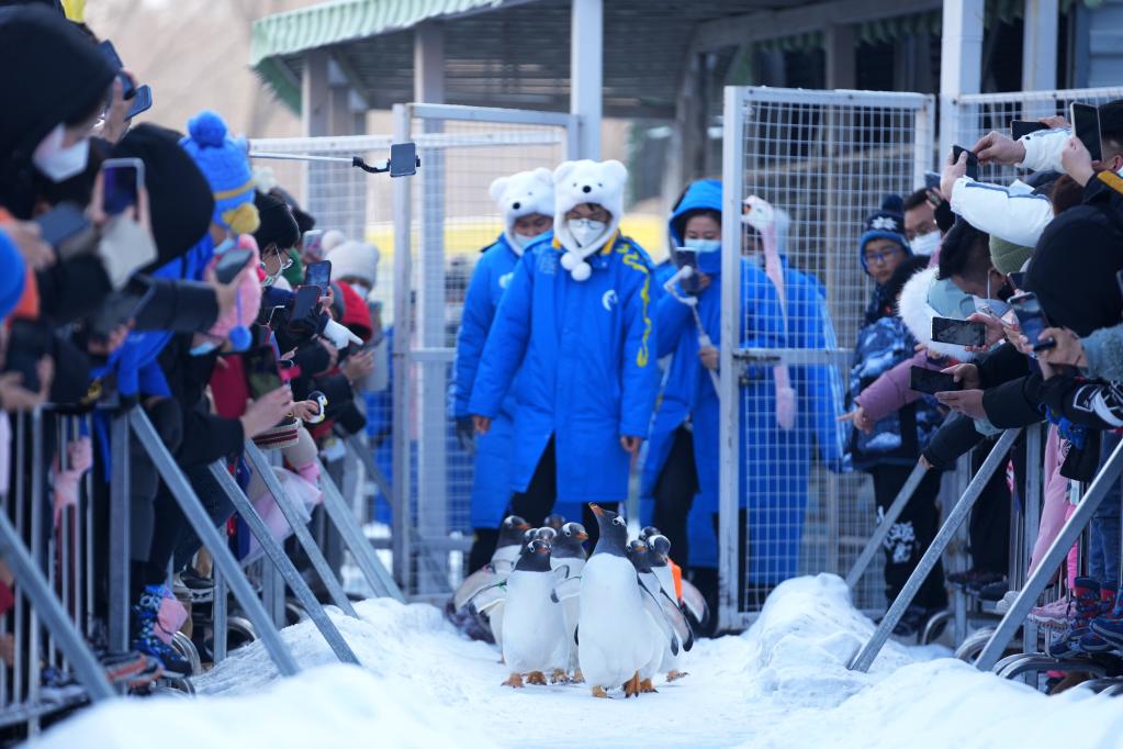 哈爾濱:企鵝“巡游”引客來(lái)