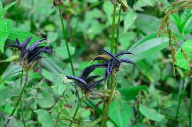 科研人員在湖北發(fā)現一種植物新物種
