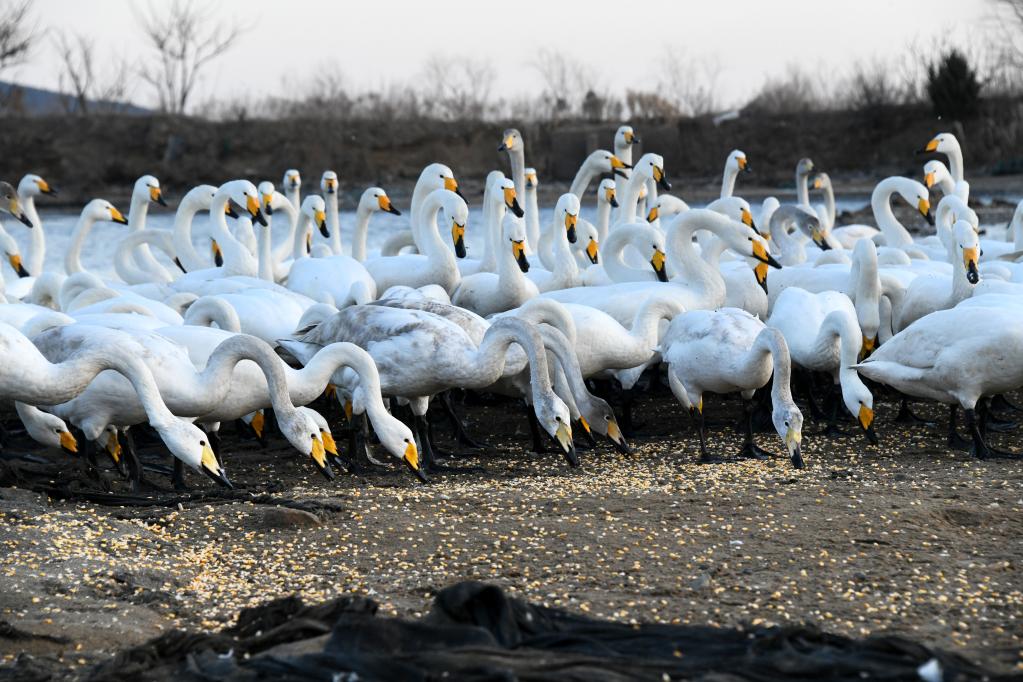 新華全媒+丨大天鵝加餐，為萬(wàn)里歸途儲備體能
