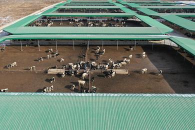 新華全媒+丨交易旺 擴繁忙&mdash;&mdash;河西走廊&ldquo;牛羊大縣&rdquo;早春產(chǎn)業(yè)觀(guān)察