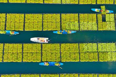 浙江淳安：&ldquo;湖上菜園&rdquo;春收忙