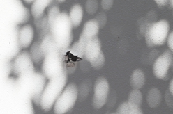 美國新奧爾良狂歡節發(fā)生槍擊事件1死4傷