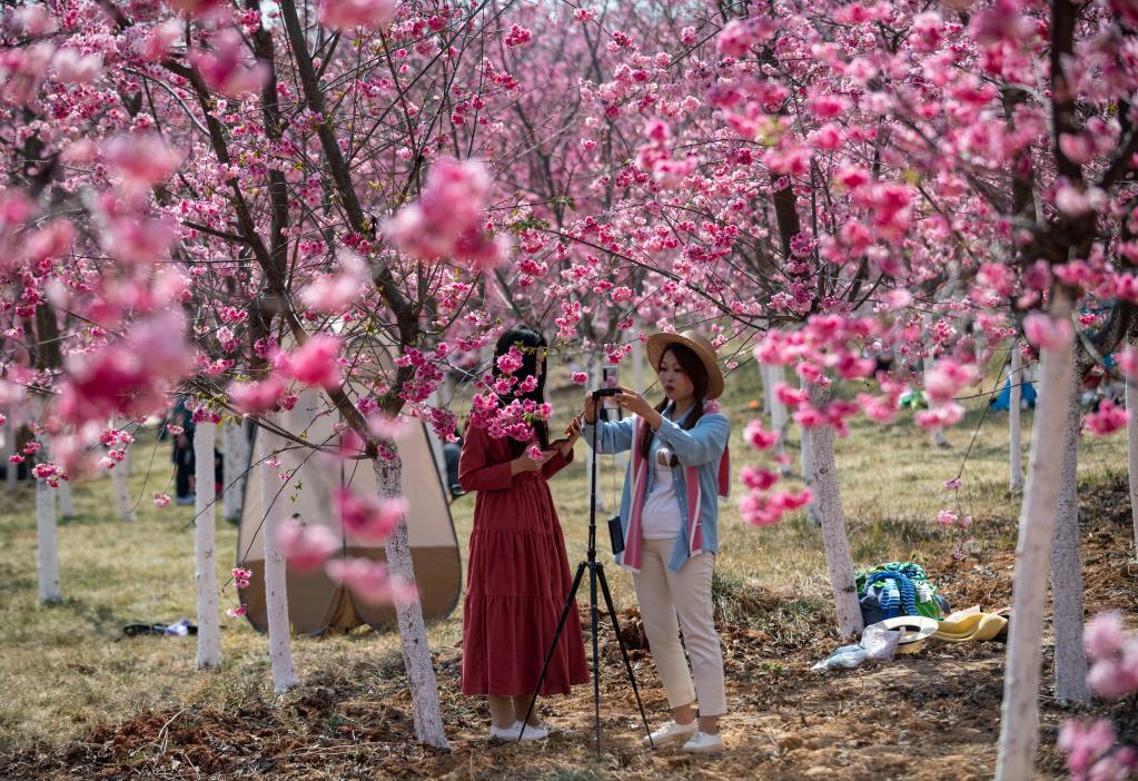 云南宜良:櫻花爛漫 燦若云霞