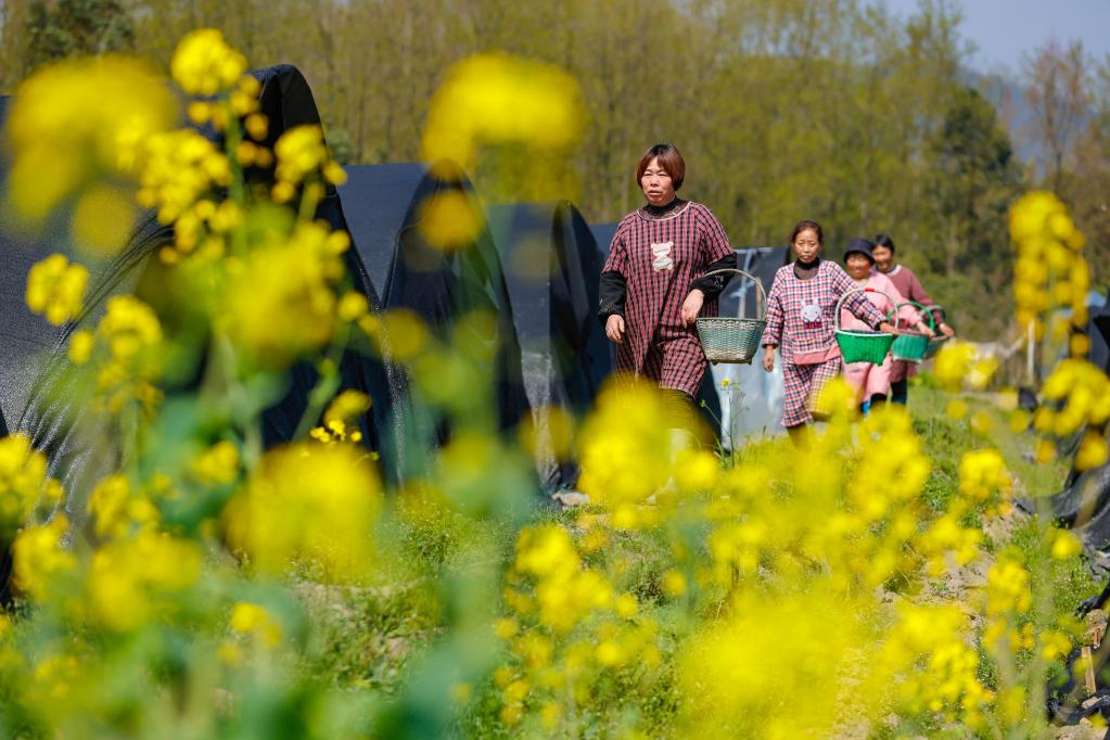 小小羊肚菌撐起鄉村&ldquo;致富傘&rdquo;
