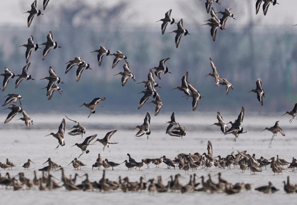 鄱陽(yáng)湖:候鳥(niǎo)北歸