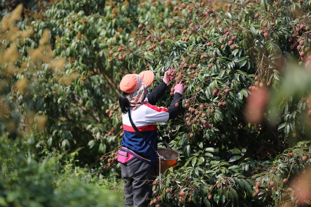 海南樂(lè )東：&ldquo;桂花香&rdquo;荔枝搶鮮上市