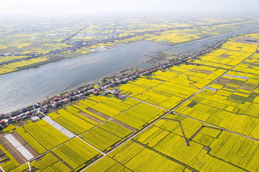 新華全媒+｜農文旅融合 油菜花開(kāi)引客來(lái)