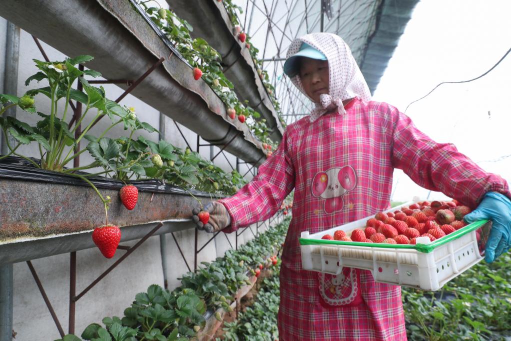 遼寧岫巖：特色產(chǎn)業(yè)助力鄉村振興