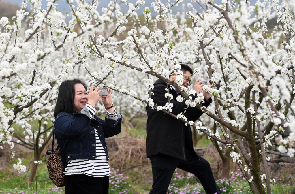 廣西金秀:李花綻放迎客來(lái)