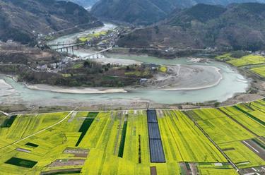 陜西寧強：嘉陵江第一灣千畝油菜花盛開(kāi)