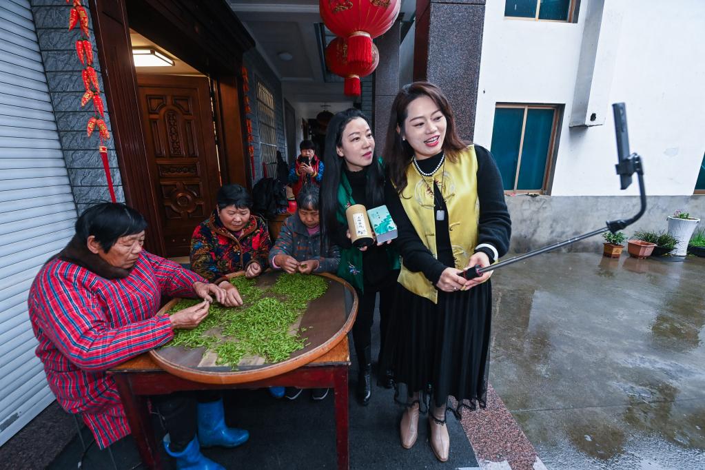 高山村種出&ldquo;共富茶&rdquo;