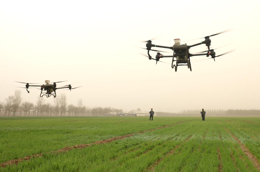 河北石家莊:麥田春管忙