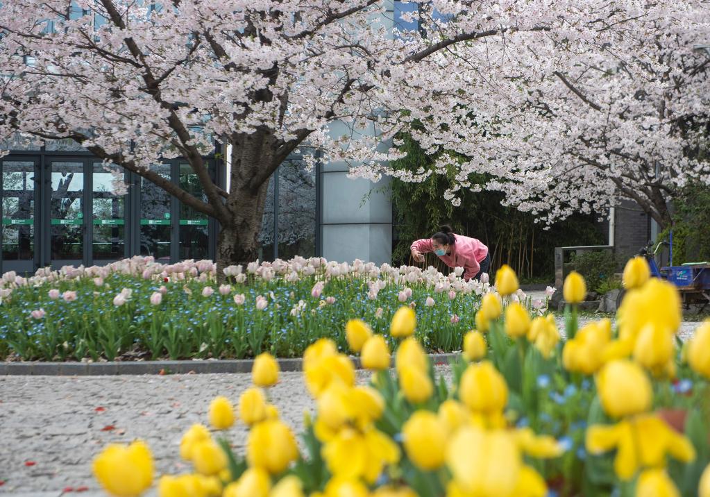 浙江寧波:植物園春花爛漫