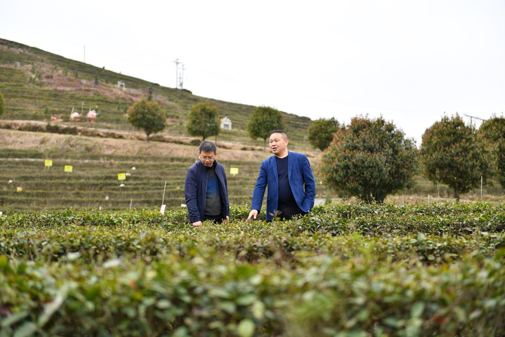 雪峰深處奏響茶旅融合發(fā)展&ldquo;新樂(lè )章&rdquo;