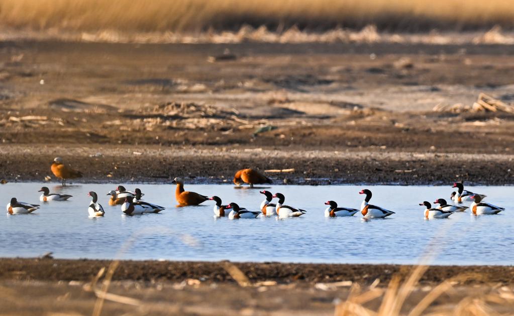內蒙古通遼:候鳥(niǎo)翔集孟家段